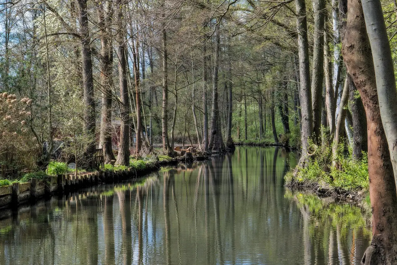 Ein ruhiges Fließ im Spreewald zwischen hohen Bäumen