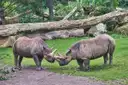 Zwei Nashörner berühren sich mit den Hörnern, auf Gras vor umgestürzten Baumstämmen in einem Zoogehege