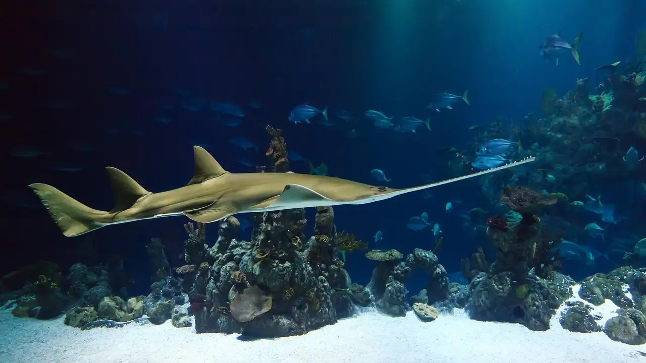 Ein Sägefisch gleitet über Korallen und weißen Sand in einem großen Aquarienbecken