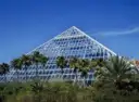Die Glaspyramide von Moody Gardens hinter Palmen, blauer Himmel
