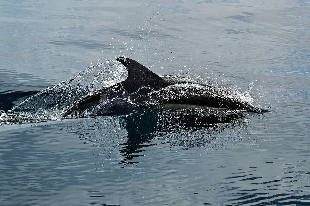 Ein Delfin taucht aus ruhigem grauem Wasser auf, die Rückenflosse über der Oberfläche