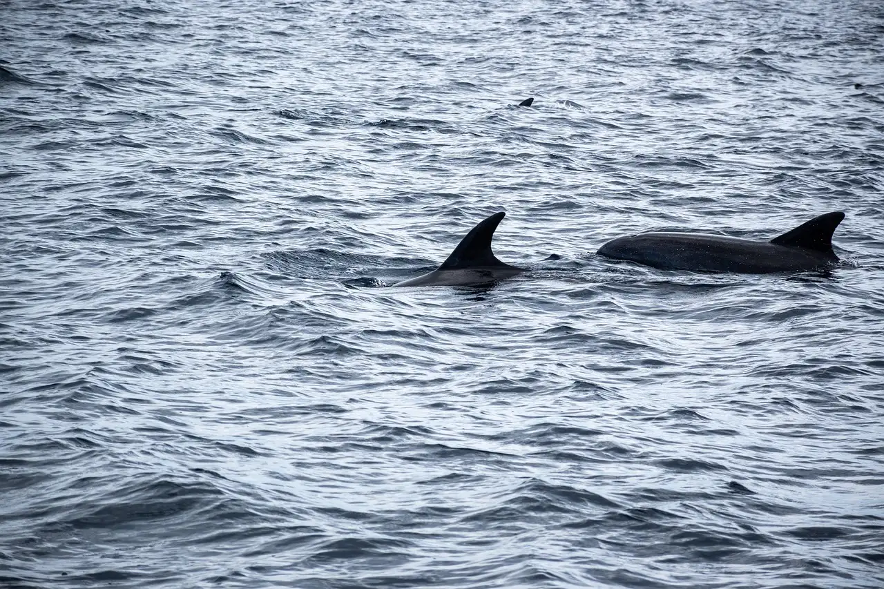 Zwei Delfinflossen über bewegtem grauem Meerwasser