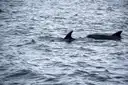 Zwei Delfinflossen über bewegtem grauem Meerwasser