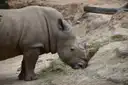Ein Breitmaulnashorn frisst Heu in seinem Gehege im Houston Zoo