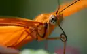 Ein orangefarbener Schmetterling sitzt auf einem grünen Blatt