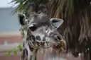 Der Kopf einer Giraffe mit nach vorn gestellten Ohren im Houston Zoo