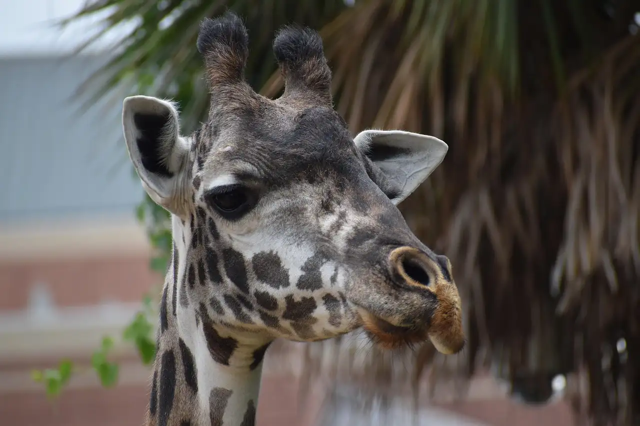 Eine Giraffe mit aufgestellten Ohren im Houston Zoo