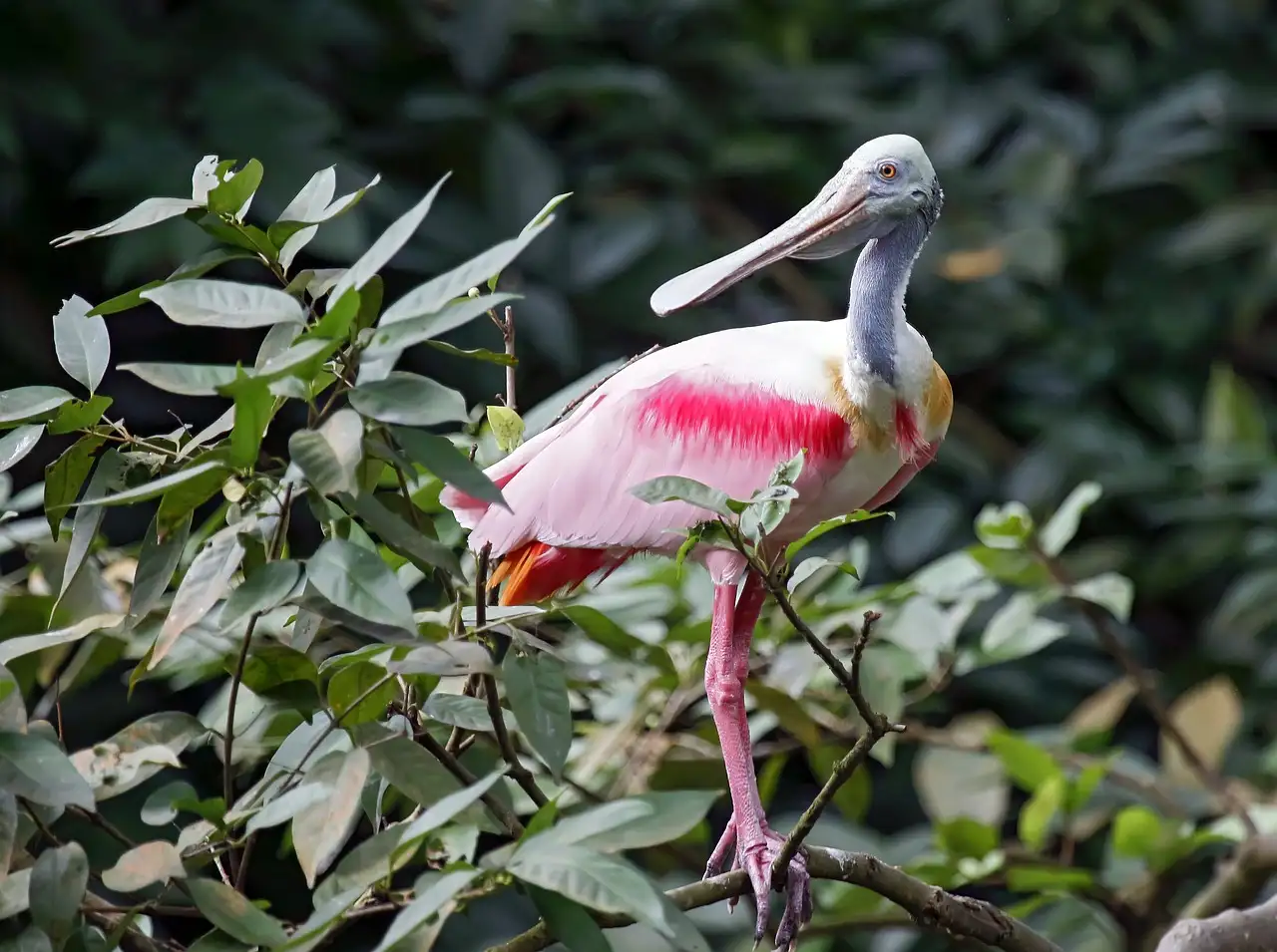 Ein rosa Rosalöffler sitzt in einem grünen Busch