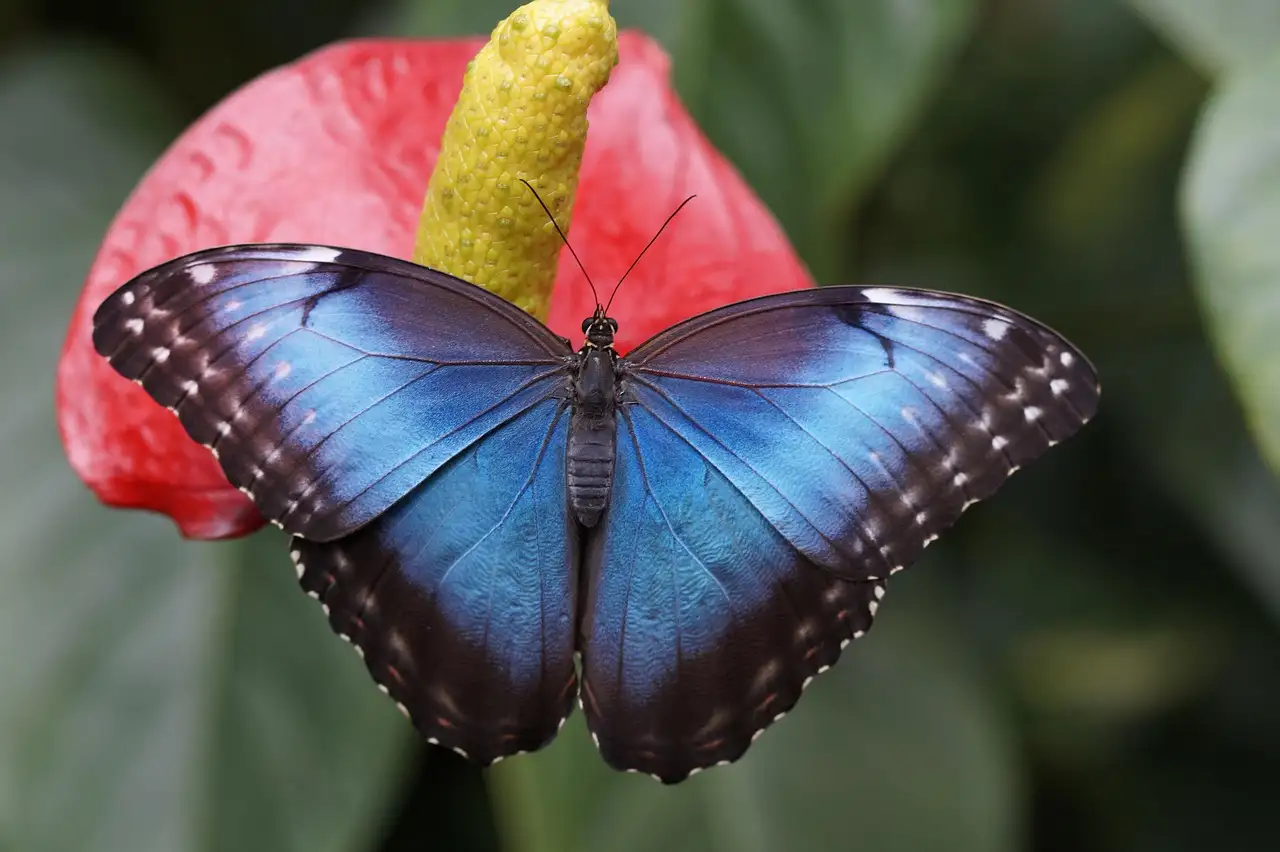 Ein Blauer Morphofalter sitzt auf einer roten Blüte