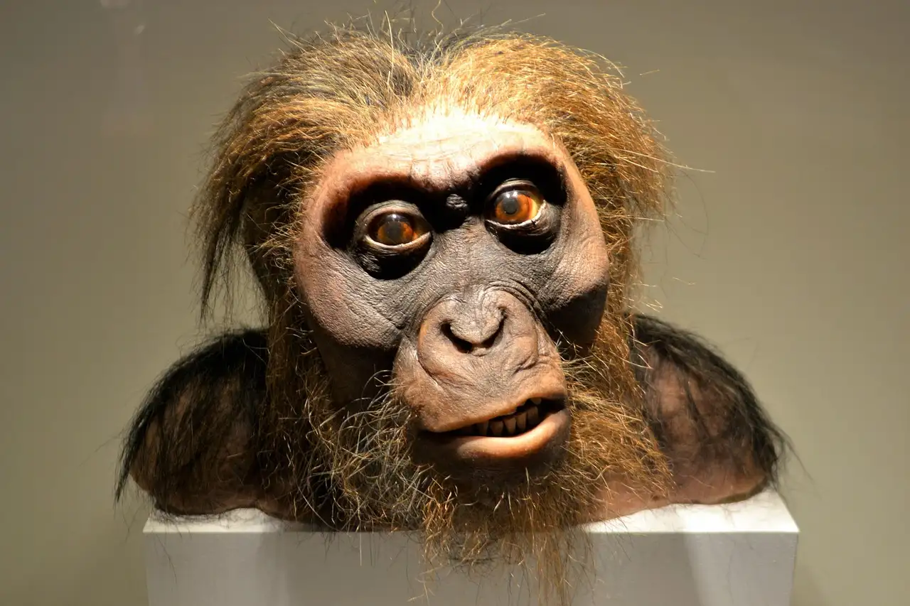 Ein lebensechtes Modell vom Kopf eines Frühmenschen in der Ausstellung des Houston Museum of Natural Science