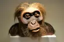 Ein lebensechtes Modell vom Kopf eines Frühmenschen in der Ausstellung des Houston Museum of Natural Science