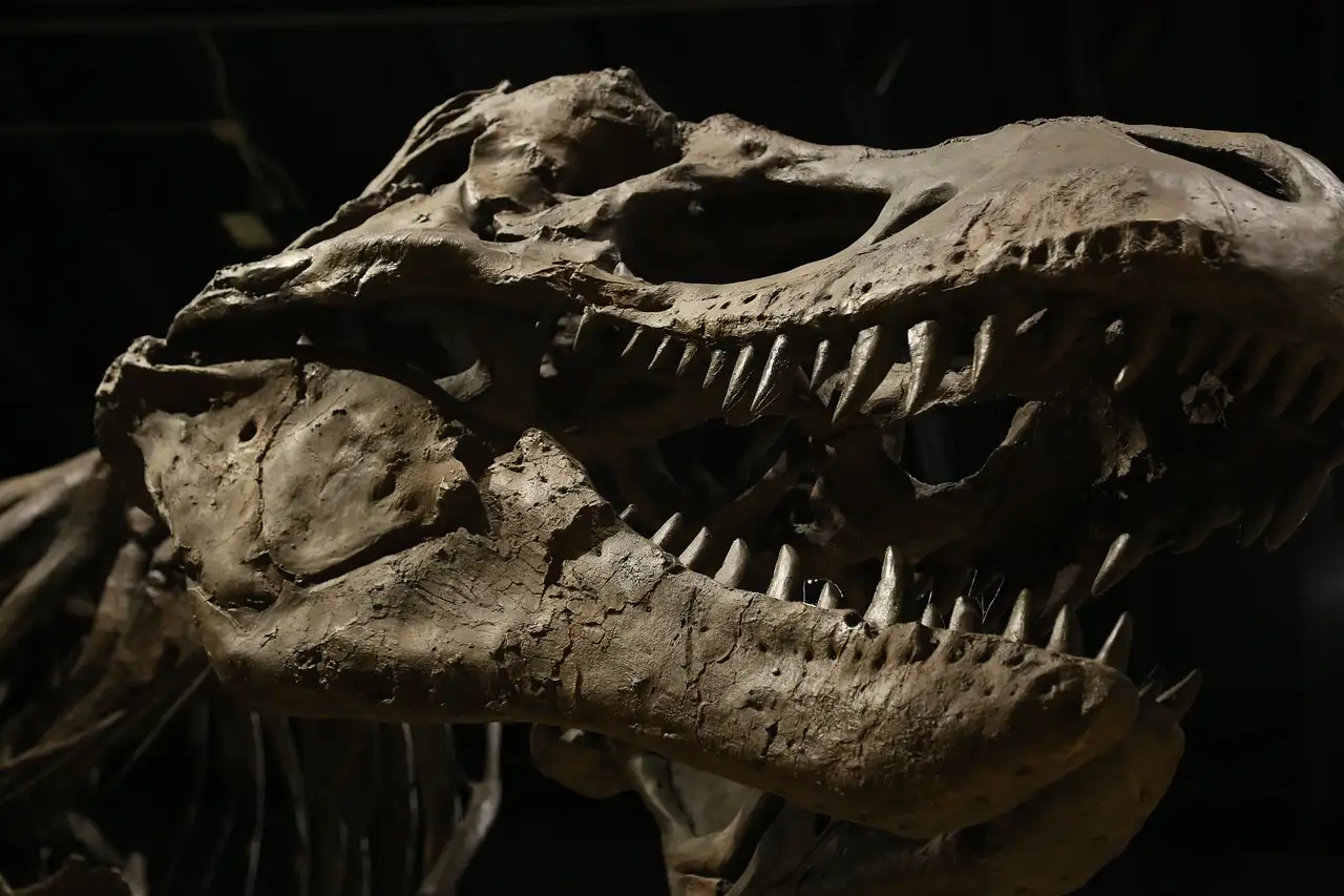 Der Schädel eines T.-rex-Skeletts aus der Nähe