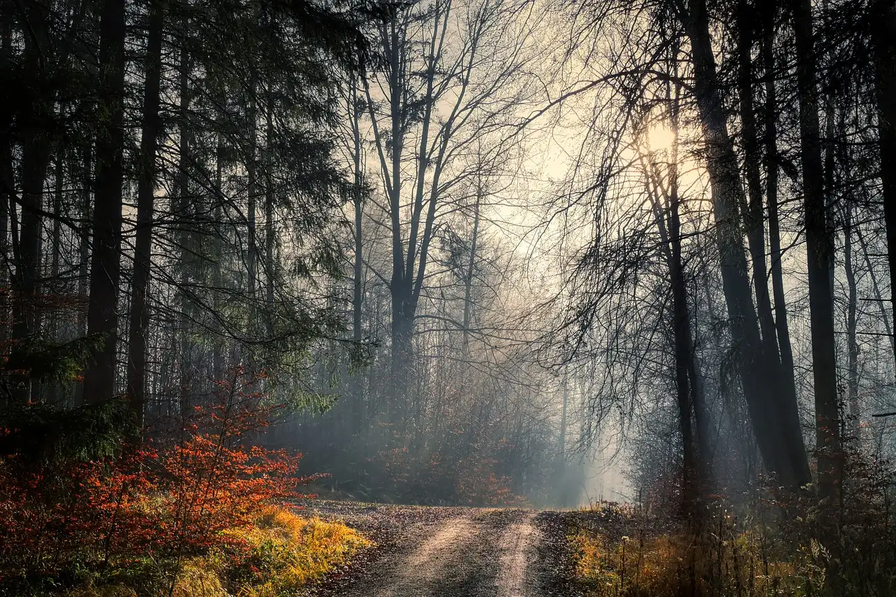 Ein nebliger Waldweg mit Herbstlaub und hohen Bäumen