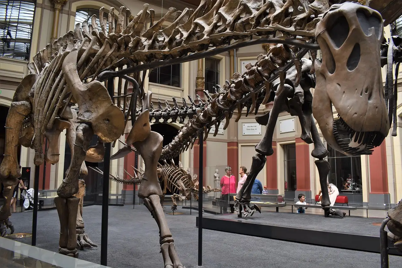 Ein langhalsiges Dinosaurierskelett, ausgestellt in einem Museumssaal