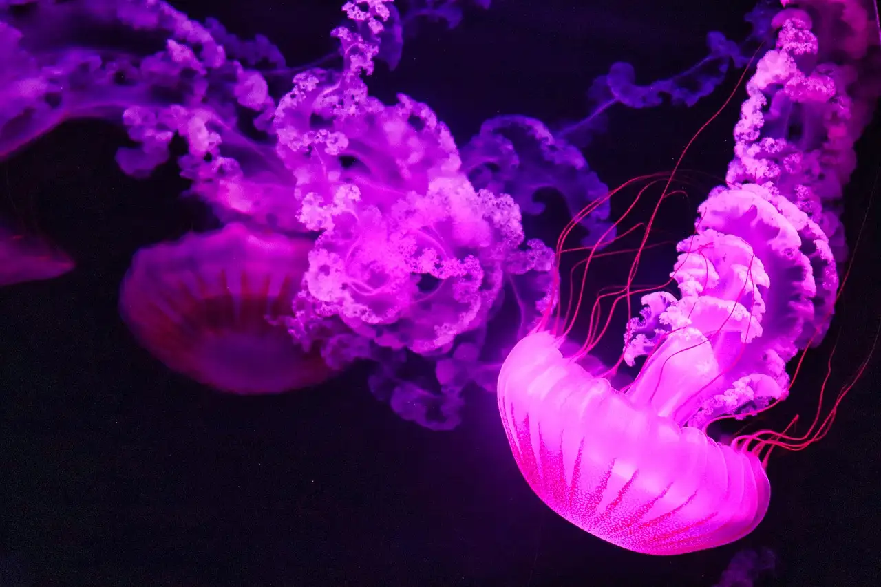 Rosa und lila beleuchtete Quallen in einem dunklen Aquarienbecken
