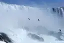 Vögel fliegen durch die Gischt vor den Horseshoe Falls