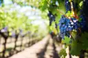 Dunkle Trauben an einer Rebzeile in einem Weinberg