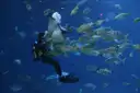 Ein Taucher schwimmt mit einem Rochen und einem Schwarm gestreifter Fische in einem großen Aquarienbecken