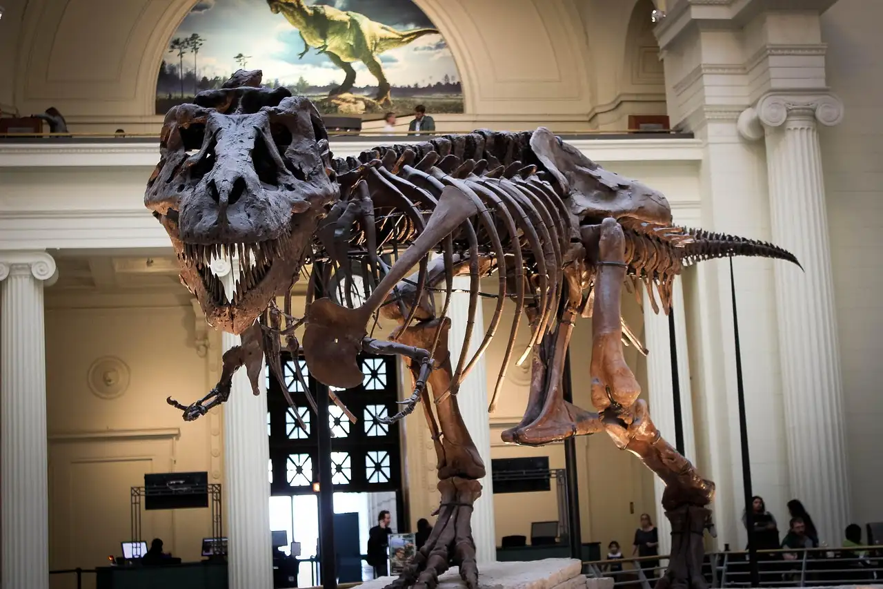 Ein Skelett eines Tyrannosaurus rex, ausgestellt in einem hellen Museumssaal
