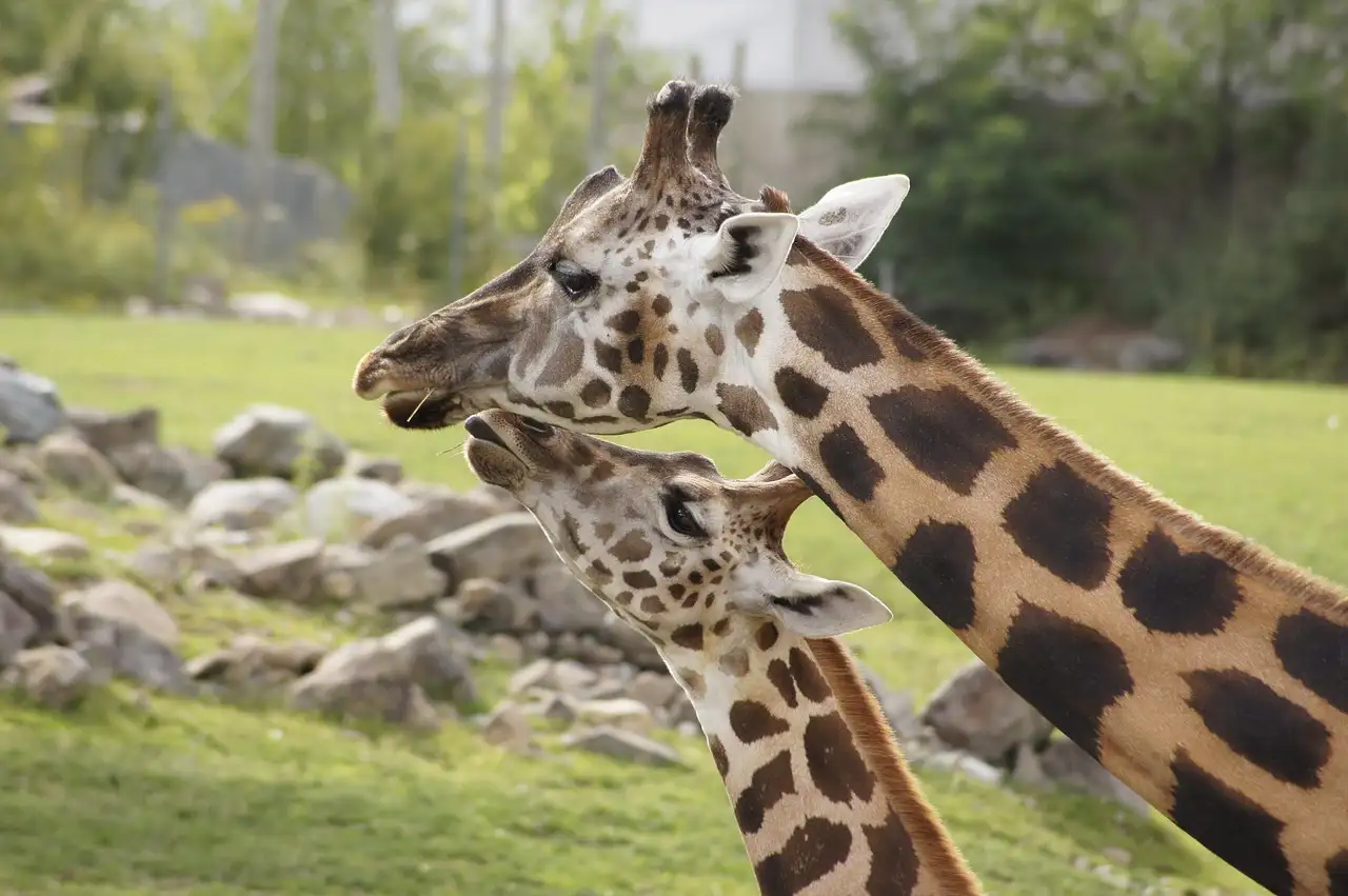 Zwei Giraffen, eine ausgewachsene und eine junge, nebeneinander in einem grasbewachsenen Zoogehege