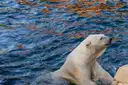 Ein Eisbär schwimmt im Wasser eines Zoogeheges
