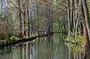 Un canal tranquilo en el Spreewald entre árboles altos