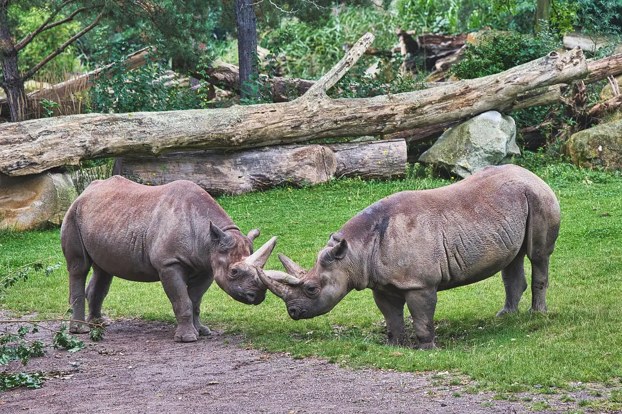 Dos rinocerontes rozándose los cuernos sobre la hierba, delante de unos troncos caídos en un recinto del zoo