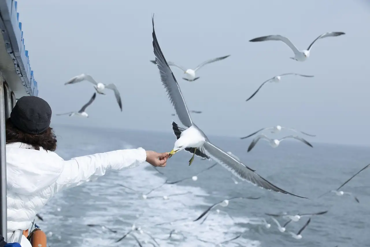 Un pasajero en la cubierta de un ferry da de comer a una bandada de gaviotas sobre el agua; foto genérica de un ferry, no del de Galveston