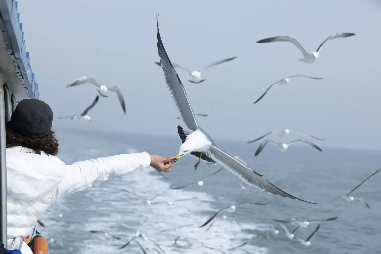 Un pasajero en la cubierta de un ferry da de comer a una bandada de gaviotas sobre el agua; foto genérica de un ferry, no del de Galveston