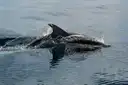 Un delfín sale de un agua gris y tranquila, con la aleta dorsal sobre la superficie