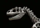 El cráneo y el cuello de un esqueleto de dinosaurio sobre un fondo oscuro