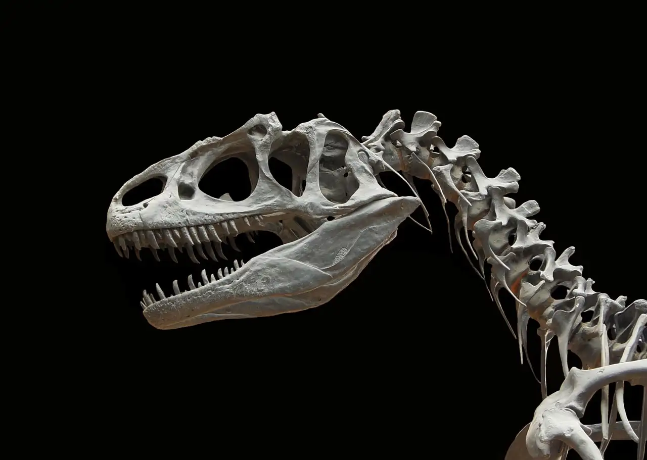 El cráneo y el cuello de un esqueleto de dinosaurio sobre un fondo oscuro