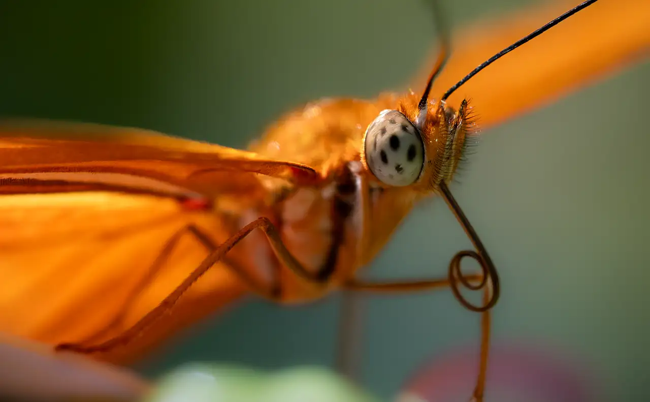 Una mariposa naranja posada sobre una hoja verde