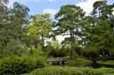 El Jardín Japonés del Hermann Park, con pinos y un pequeño puente de madera sobre un estanque