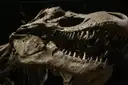 El cráneo de un esqueleto de T. rex, visto de cerca
