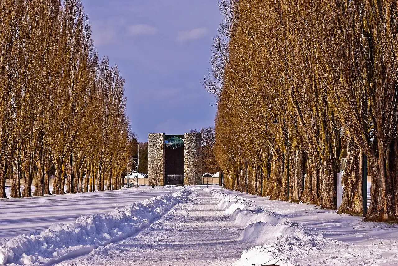Una avenida nevada de álamos sin hojas en el memorial de Dachau
