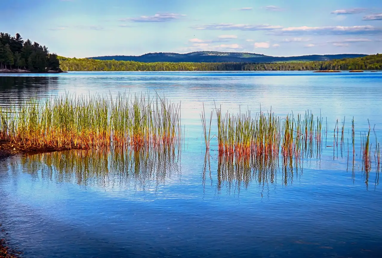 Un lago azul con juncos y colinas con bosque en el parque Algonquin