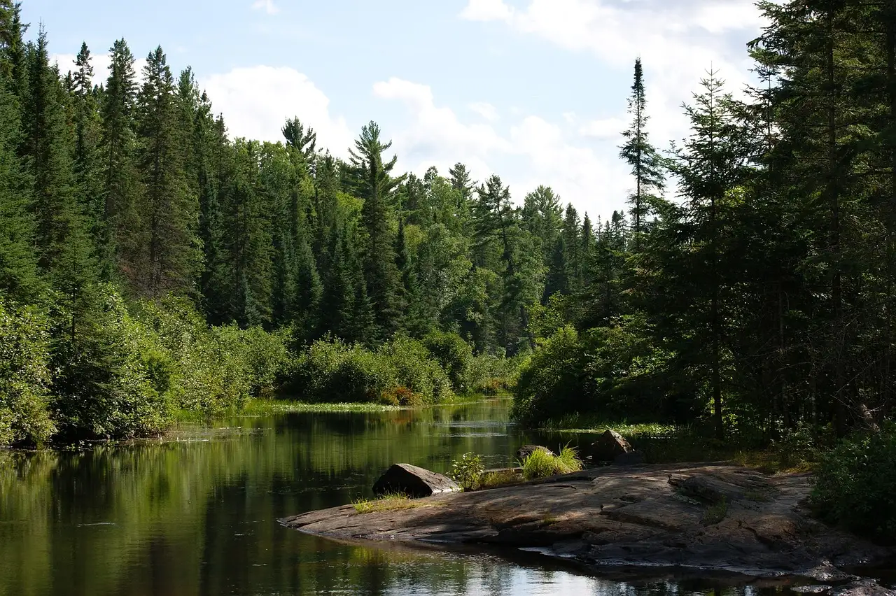 El río Madawaska entre pinares en el parque provincial Algonquin