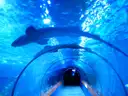 Tiburones nadando sobre un túnel submarino de cristal en un acuario iluminado de azul brillante