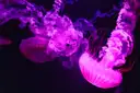 Medusas iluminadas en rosa y morado en un tanque de acuario oscuro