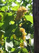 Racimos de uvas blancas al sol en la vid, en la zona vinícola del Niágara