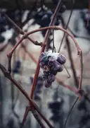 Un racimo de uvas escarchado que sigue en una vid sin hojas en invierno