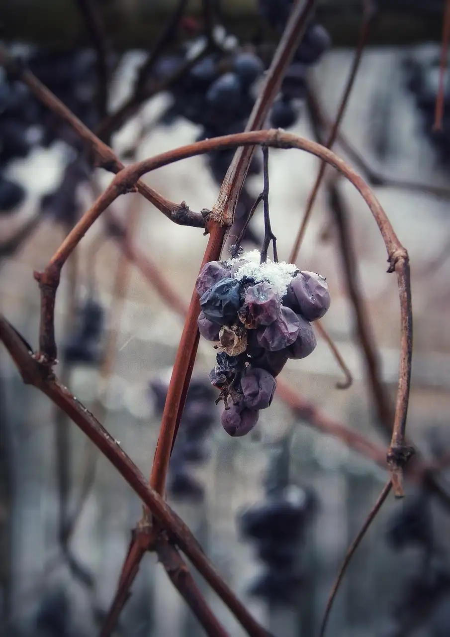 Un racimo de uvas escarchado que sigue en una vid sin hojas en invierno