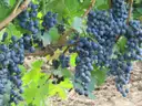 Uvas oscuras y maduras colgando de la vid en un viñedo del Niágara