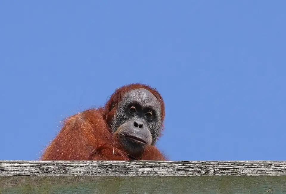 Un orangután joven asoma por encima de un borde de madera sobre un cielo azul
