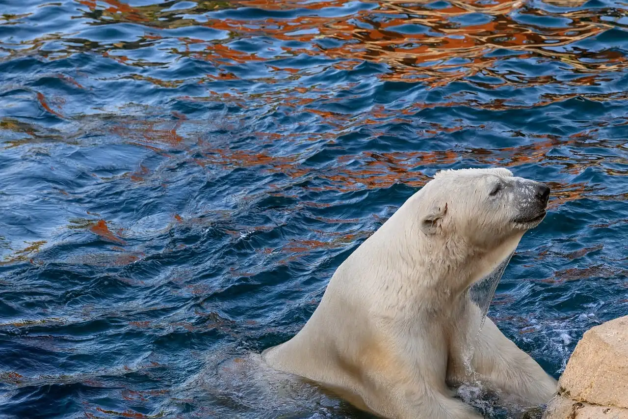 Un oso polar nada en el agua del recinto de un zoo