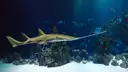 A sawfish gliding over coral and white sand in a large aquarium tank