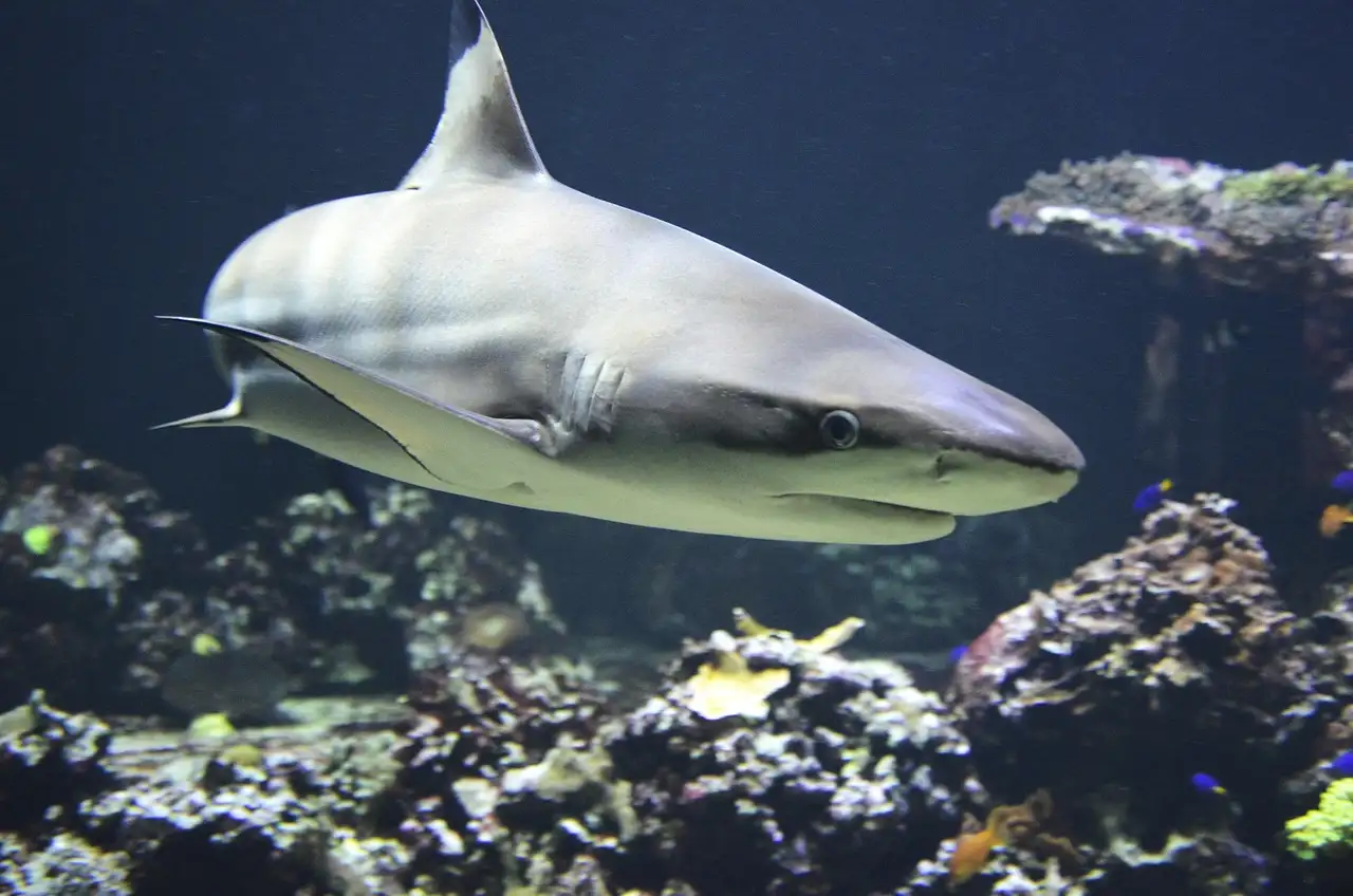 A shark swimming past rocks and coral in an aquarium tank