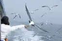 A passenger on a ferry deck feeding a flock of seagulls over the water; a generic ferry photo, not the Galveston ferry