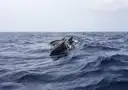 Two dolphins surfacing side by side in choppy gray-blue water
